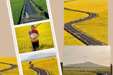 Check-in cánh đồng lúa An Nhứt: chốn bình yên ở xứ sở Bà Rịa