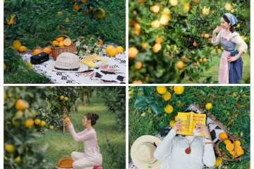 Bản Mộc Farm Mộc Châu: vườn cam vàng đang chín rộ, mười góc đẹp cả mười