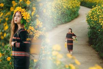 Tháng 11 đón mùa hoa dã quỳ ở Chư Đăng Ya rực rỡ đến mê say