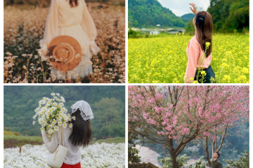 Những mùa hoa đẹp miền Bắc dịp cuối năm ‘đốn tim’ mọi lữ khách