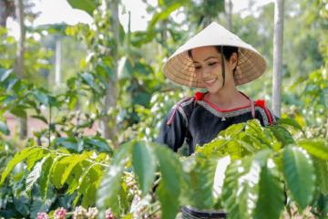 Trải nghiệm mùa thu hoạch cà phê ở Tây Nguyên cùng hoa hậu H'Hen Niê
