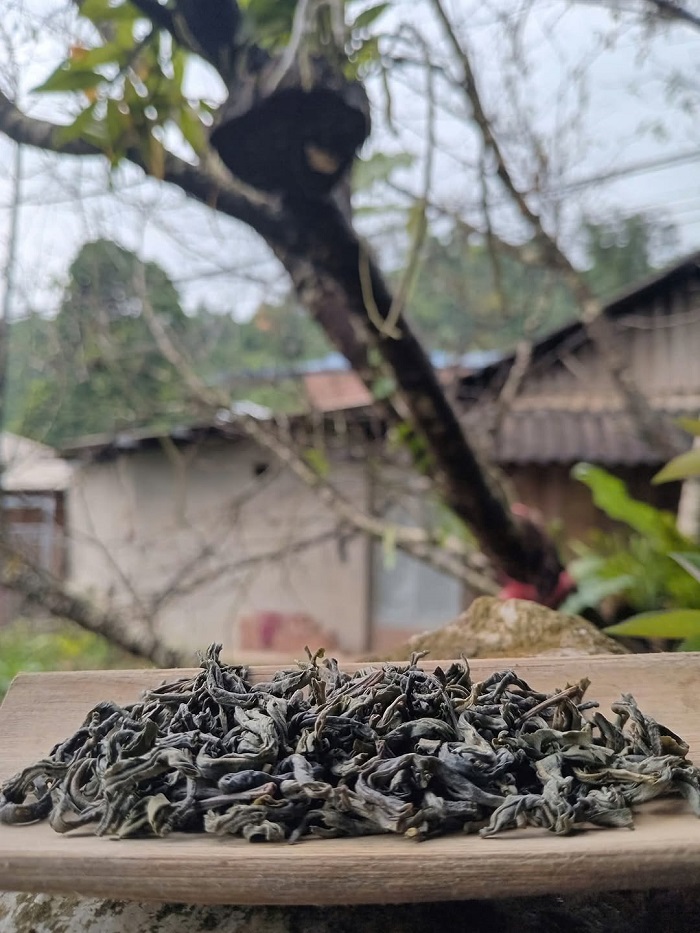 Làng cổ Pang Cáng Yên Bái có loại trà shan tuyết thượng hạng