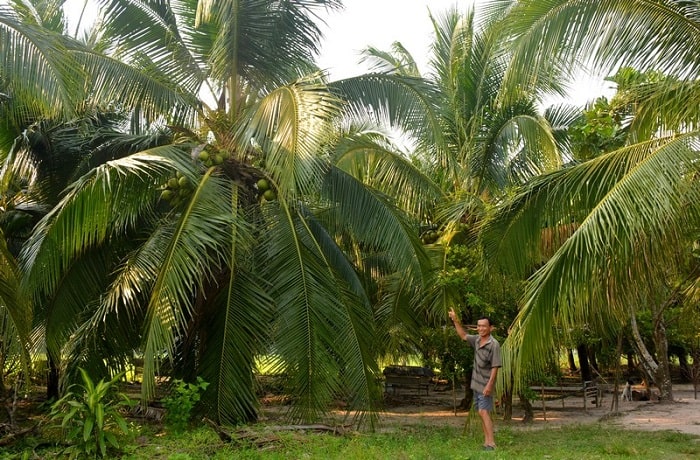 Bãi Dừa Tư Nghĩa Quảng Ngãi