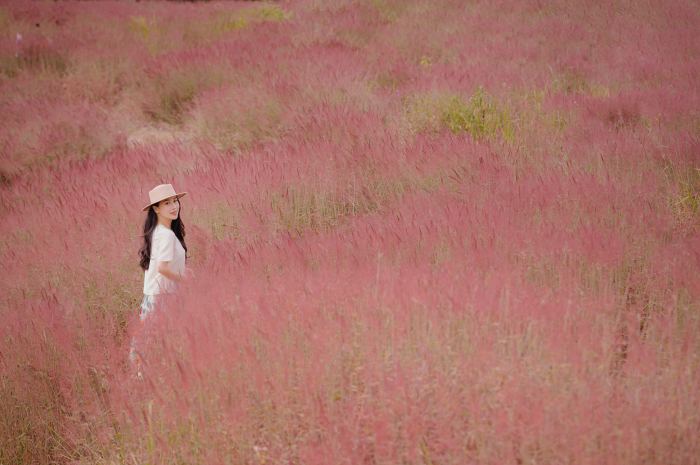  mùa cỏ lau hồng Đà Lạt 