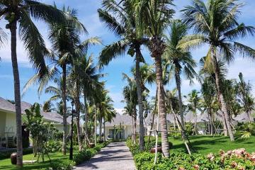 Về Bãi Dừa Tư Nghĩa Quảng Ngãi nghe gió biển, ngắm rừng dừa xanh mát