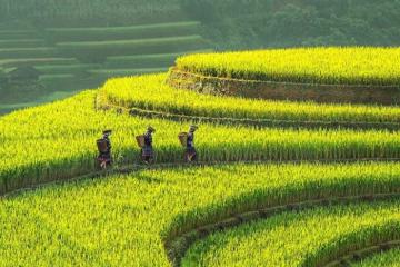 Những cánh đồng lúa đẹp nhất Việt Nam khiến du khách mê mẩn mỗi độ lúa chín