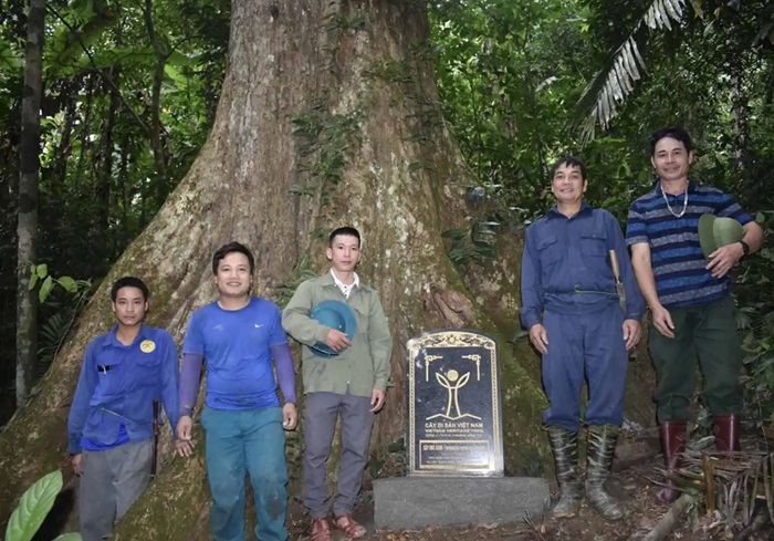 tour đi bộ xuyên rừng tại Thanh Hoá - trekking cây di sản Chò Xanh
