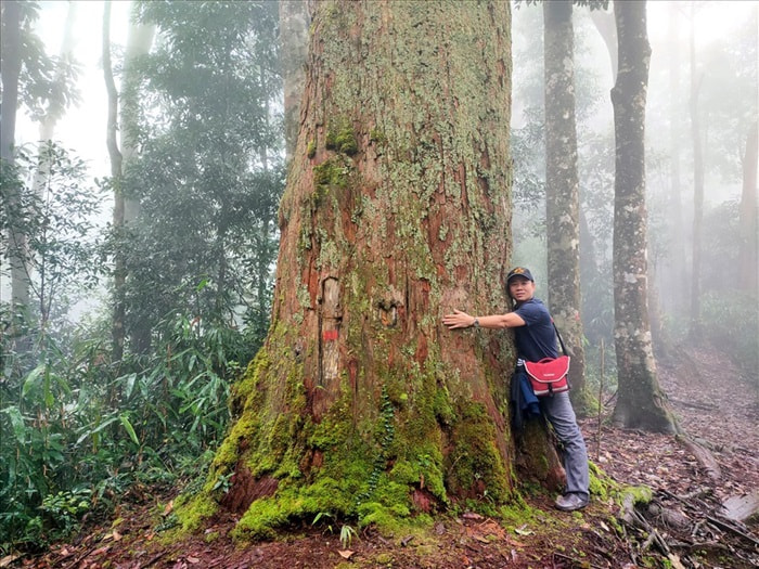 tour đi bộ xuyên rừng tại Thanh Hoá - trekking ngắm Voọc Xám, Vượn Đen Má Trắng và cây di sản Pơmu, Samu