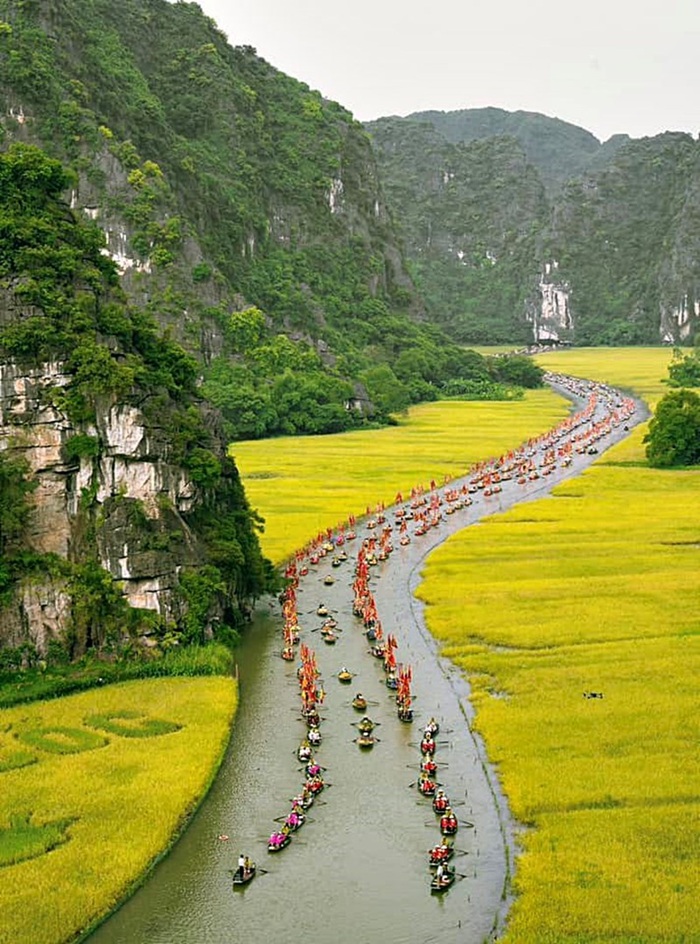 Đi thuyền ngắm Tam Cốc mùa lúa chín - Ảnh: Báo Lao Động