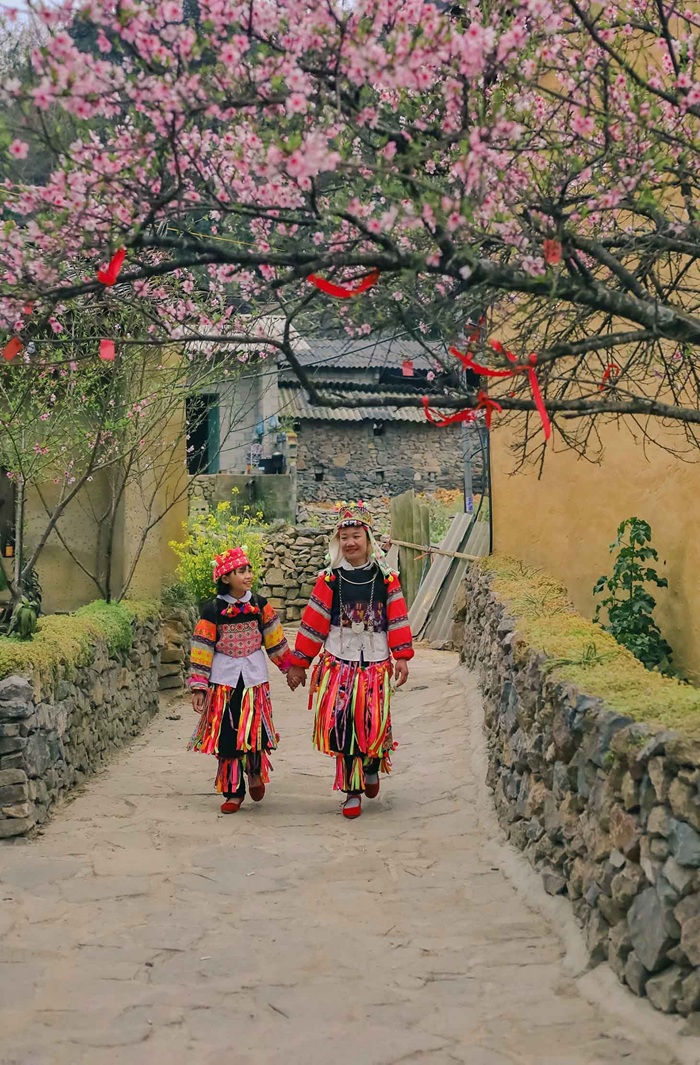 Mùa xuân ở Lô Lô Chải khoác lên vẻ đẹp rực rỡ, tràn trề sức sống - Ảnh: Báo Quảng Ninh