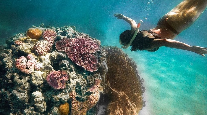 Đến Coral Bay, du khách thoải mái lặn ngắm san hô, là một hoạt động thú vị ở Úc - Ảnh: Internet