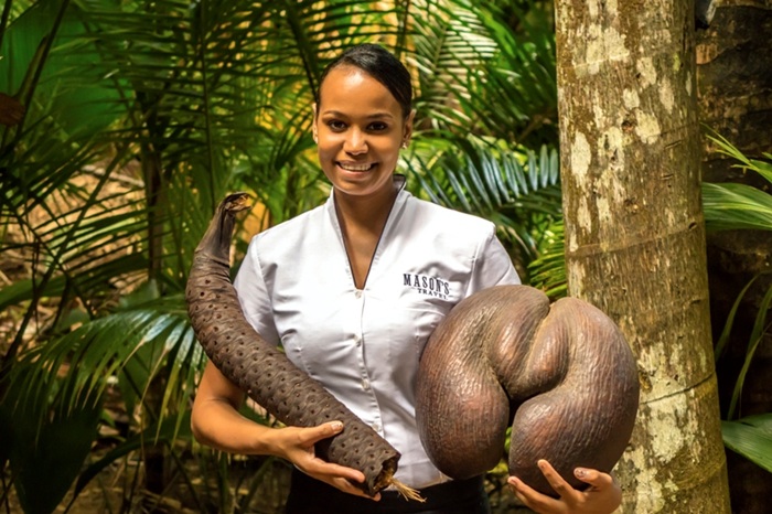 Ghé thăm khu bảo tồn Vallée de Mai - Ảnh: Masons Travel