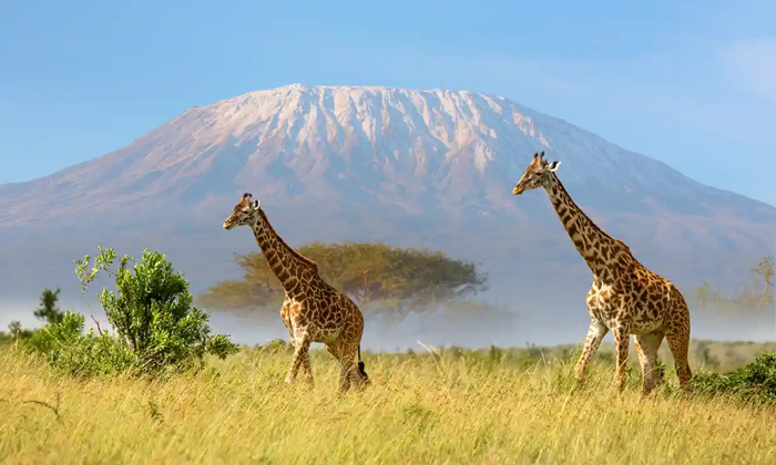  Kilimanjaro là đỉnh núi cao nhất châu Phi - Ảnh: Báo Thanh Niên