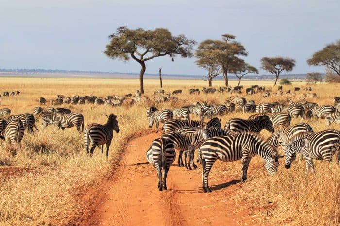 Vào mùa khô, Serengeti diễn ra cuộc di cư của các động vật hoang dã - Ảnh: Khám Phá Châu Phi