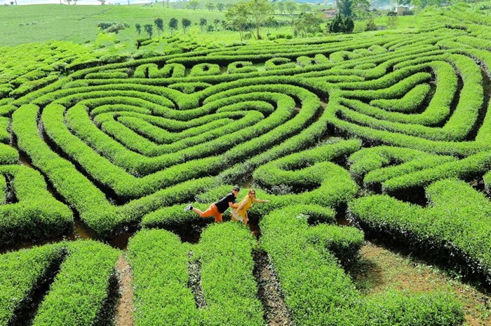 Khung cảnh xanh ngát của đồi chè Trái tim Mộc Châu - Ảnh: Du Lịch Mộc Châu