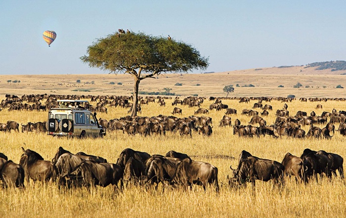Maasai Mara, Kenya diễn ra cuộc đại cư nổi tiếng của động vật hoang dã - Ảnh: Micato Safaris