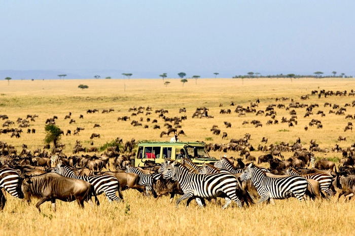 Chiêm ngưỡng động vật hoang dã ở vườn quốc gia Serengeti (Tanzania) - Ảnh: Luxury Travel