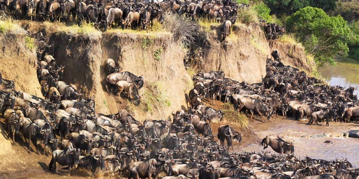 Sự di cư của động vật luôn rình rập mọi hiểm nguy - Ảnh: Discover Africa Safaris