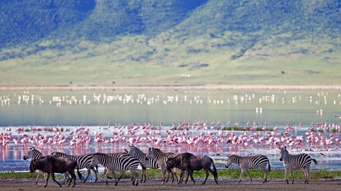 Hệ sinh thái phong phú ở hồ Soda (Magadi) - Ảnh: andBeyond