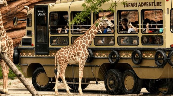 Khám phá khu Zootopia trong công viên Everland (Nguồn: cdn.tugo.com)