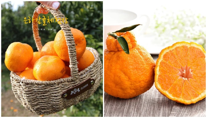 Quýt Jeju siêu mọng nước ngọt thanh