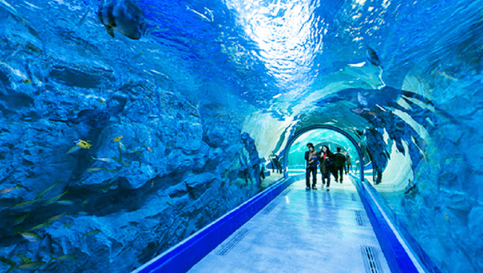 Thủy cung Aqua Planet Jeju cuốn hút nhiều cá đẹp ấn tượng 