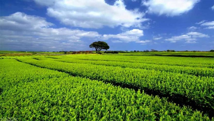 Khám phá Cánh đồng trà xanh O’Sulloc trên đảo Jeju ( Nguồn: hàn new)