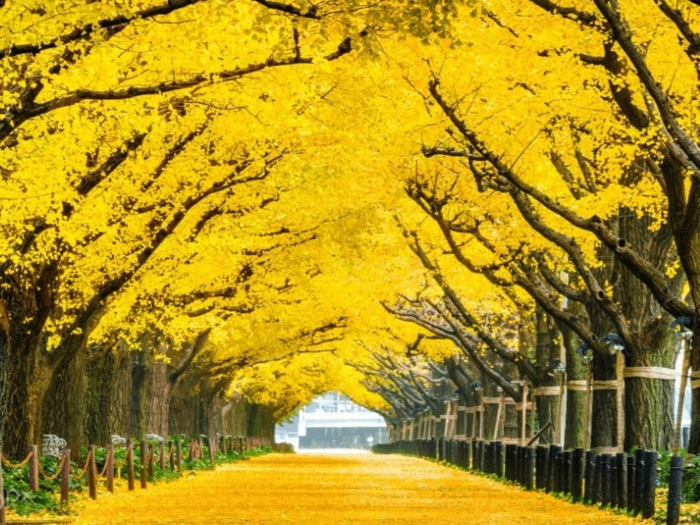 Đường cây Lined Tree Road thơ mộng