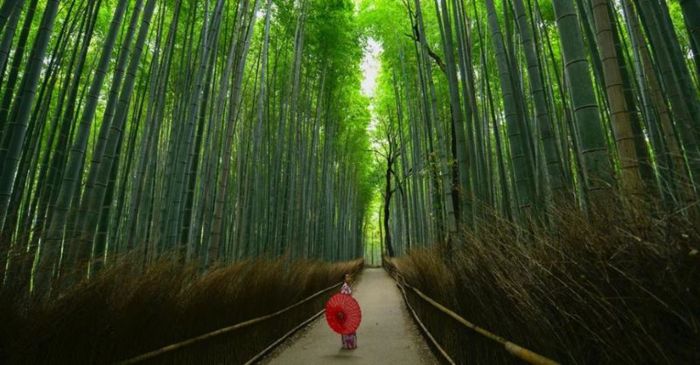 Dạo bước trong rừng trúc Arashiyama Kyoto ở Kyoto cổ kính (Nguồn: klook.com)