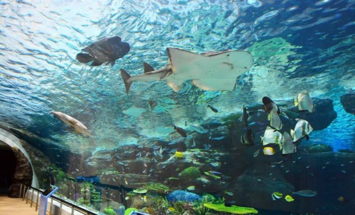 Khám phá vô vàn sinh vật biển khi đến thủy cung Nagoya