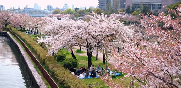 Mùa hoa anh đào ở thành phố Osaka