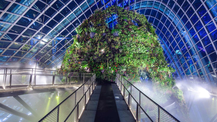 Khu rừng mây (Cloud Forest) như chốn bồng lai tiên cảnh