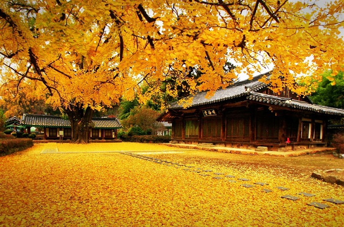 Tour du lịch Hàn Quốc - thời điểm Tour du lịch Hàn Quốc - thời điểm