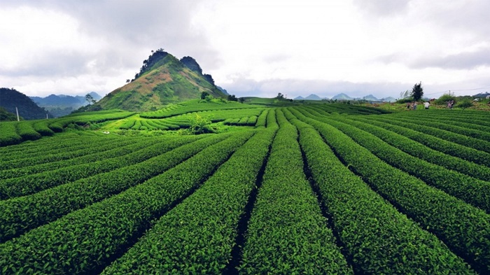 tour Mộc Châu - có gì vui tour Mộc Châu - có gì vui