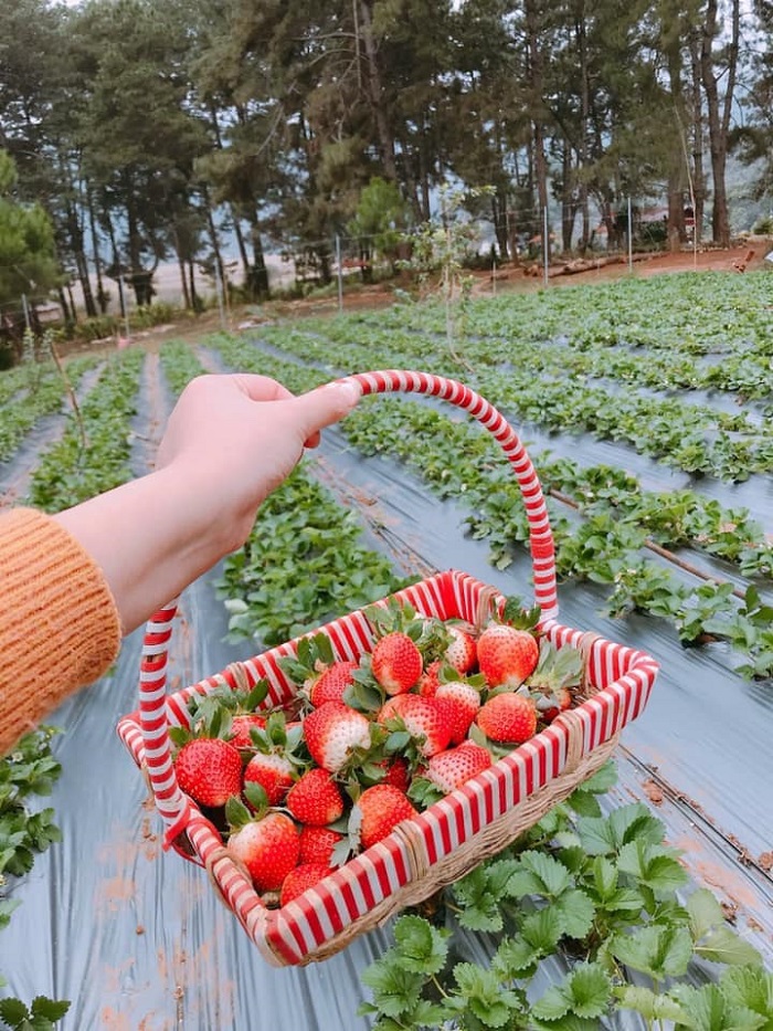 tour Mộc Châu - tham quan trang trại dâu tây tour Mộc Châu - tham quan trang trại dâu tây