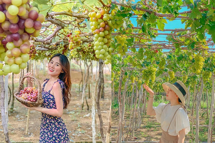 tour Ninh Thuận - tham quan vườn nho tour Ninh Thuận - tham quan vườn nho