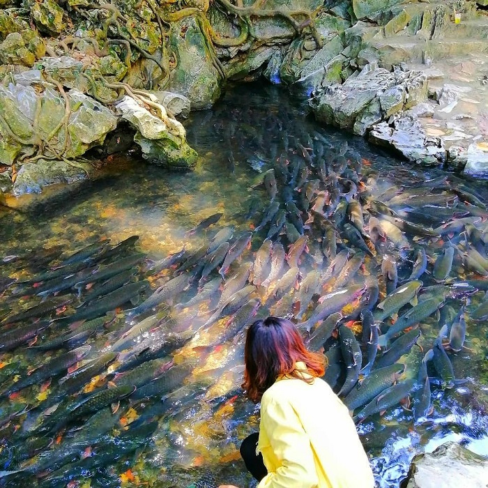 Tour Thanh Hóa - tham quan suối cá thần Cẩm Lương