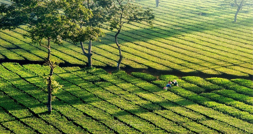 Biển Hồ Chè Gia Lai