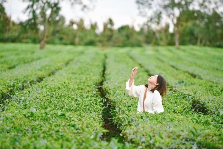 Đồi chè Pleiku