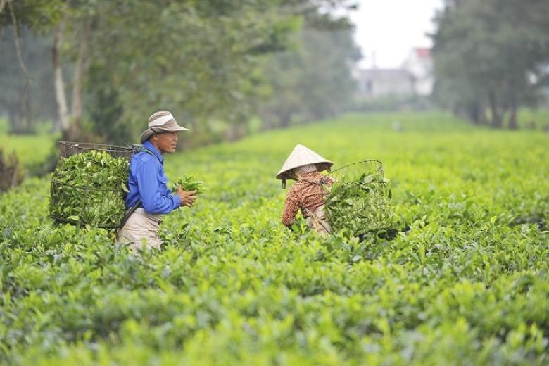 Đồi chè Pleiku