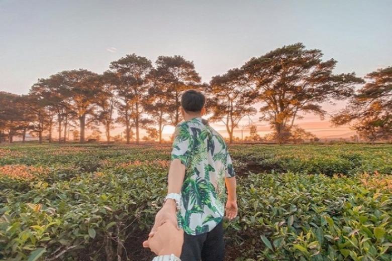 Đồi chè Pleiku